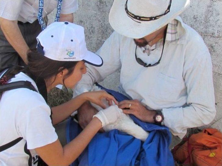 Leylek Yavrularına Halka Takıldı G3