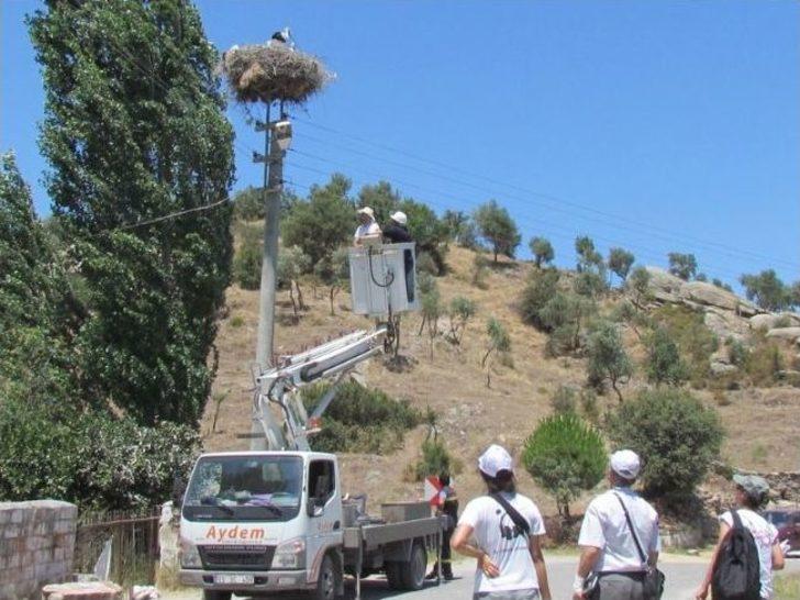 Leylek Yavrularına Halka Takıldı G5