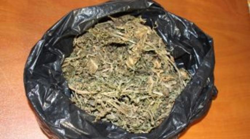 &Uuml;st Aramasında Bonzai &Ccedil;ıktı