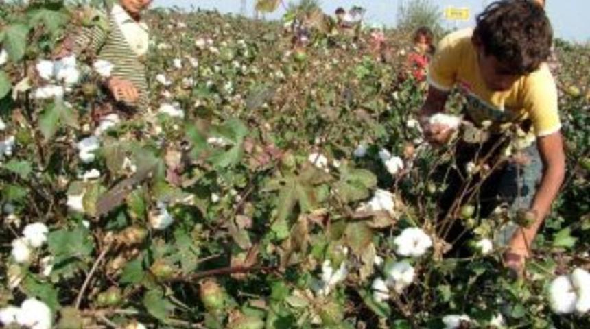 Posacı; &ldquo;pamukta 4 Kuruşluk Destekleme &Uuml;reticiyi Memnun Etmedi&rdquo;