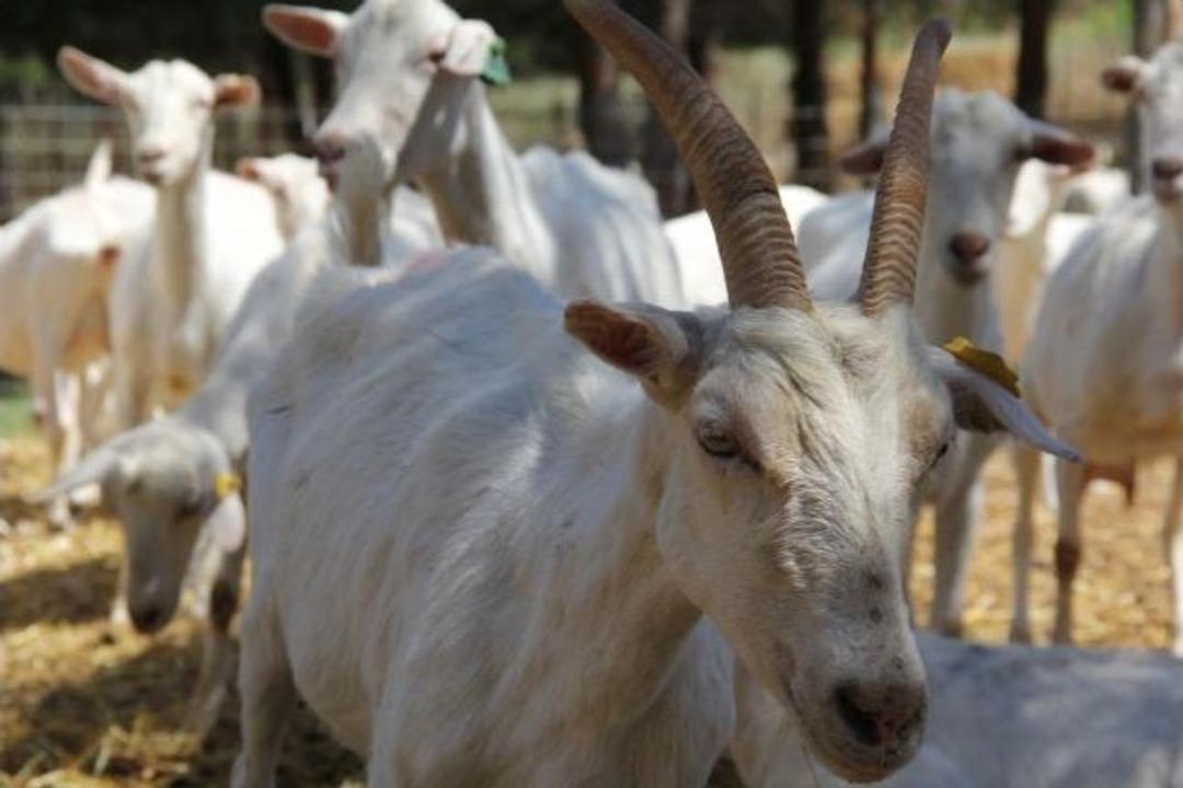 Bu S&uuml;t Bebeklerin Sindirim Sistemini G&uuml;&ccedil;lendiriyor