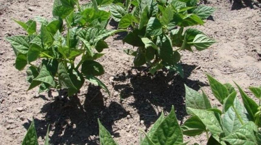 Nevşehir&rsquo;de Patates &Uuml;reticileri İ&ccedil;in Alternatif &Uuml;r&uuml;n Arayışları