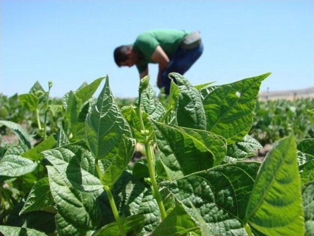 Nevşehir’de Patates Üreticileri İçin Alternatif Ürün Arayışları