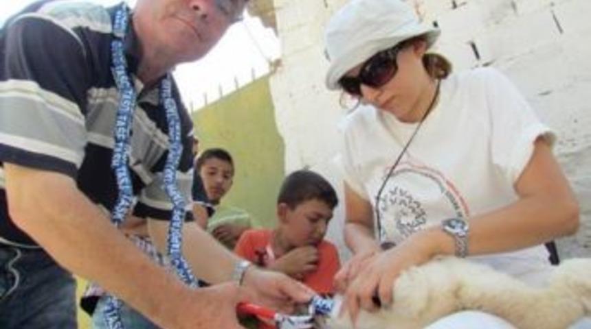 Leylek yavrularına halka