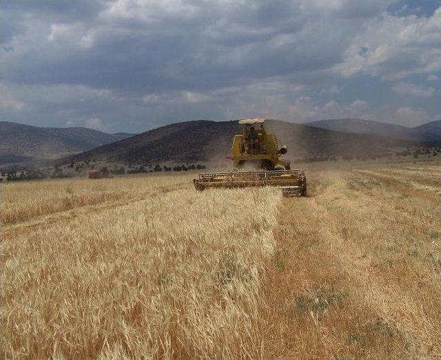 Korkuteli’nde Buğday Hasadı Başladı