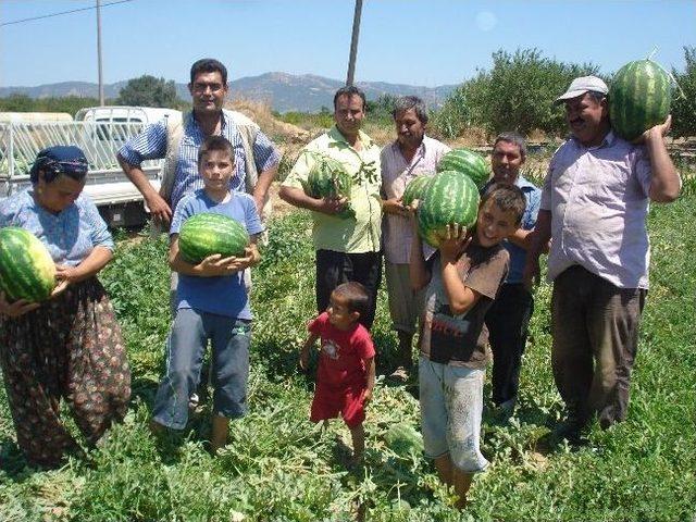 Ödemiş'in Karpuzu Tezgahlarda Yerini Almaya Başladı