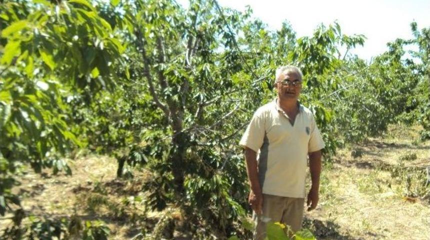 Kiraz Fiyatları D&uuml;ş&uuml;k Olunca Ağa&ccedil;ları Kesiyor