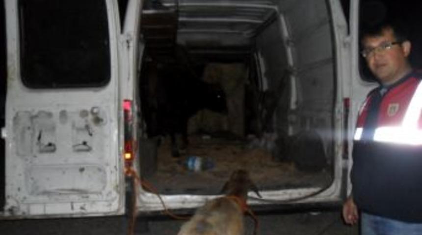 Hayvan Hırsızından Ilgin&ccedil; Savunma: Kurt Kapmasın Diye Aldım