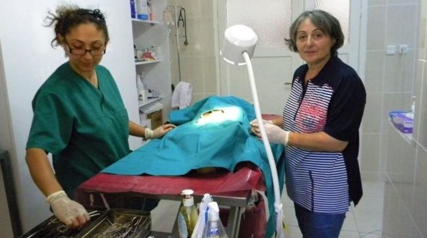 Foça’da Sokak Hayvanları Kısırlaştırıldı