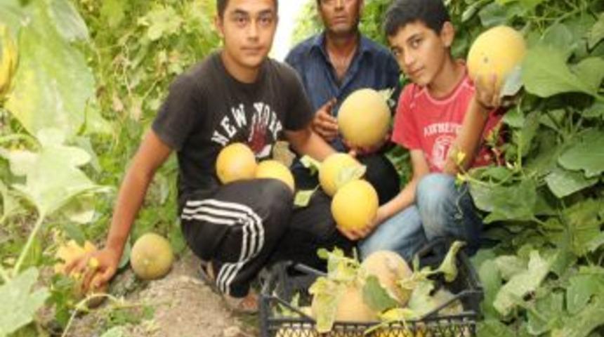 Kavun &Uuml;reticisinin Fiyat Tepkisi: Tarlada 20 Kuruş Markette 3 Lira