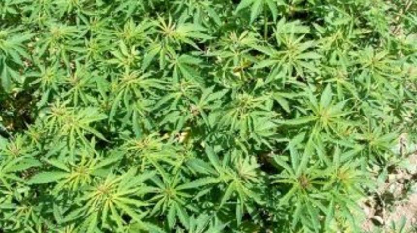 Ansızın Baskın Yediler