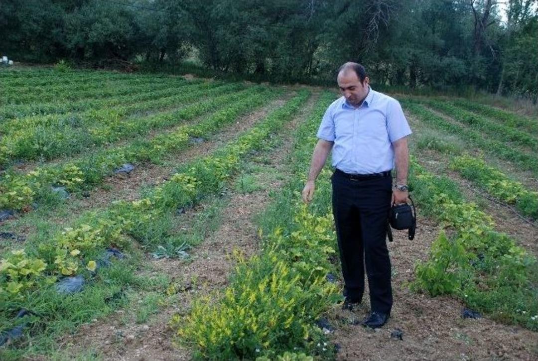 Gediz'de 'tarla G&uuml;n&uuml;'