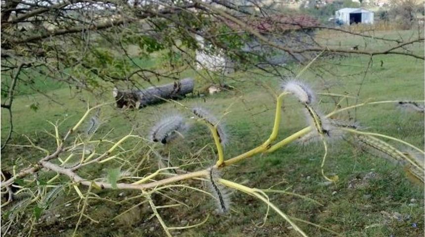 Meyve Ağa&ccedil;larının En B&uuml;y&uuml;k D&uuml;şmanı Amerikan Beyaz Kelebeği