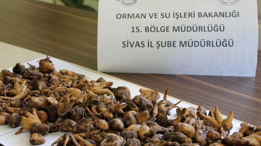 Sivas&rsquo;ta Ka&ccedil;ak Salebe Ceza Yağdı