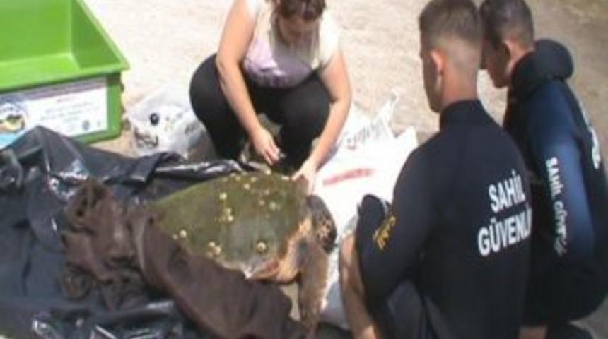 Yaralı Caretta Caretta Sahil G&uuml;venlik Tarafından Kurtarıldı