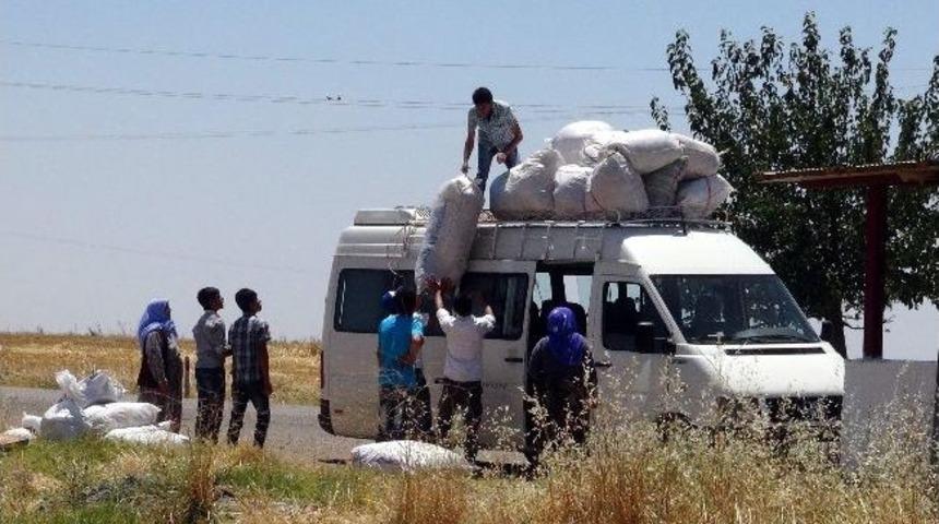 Tarım İş&ccedil;ilerini Taşıyan Minib&uuml;sler, Taşıdıkları Hayatları Hi&ccedil;e Sayıyor