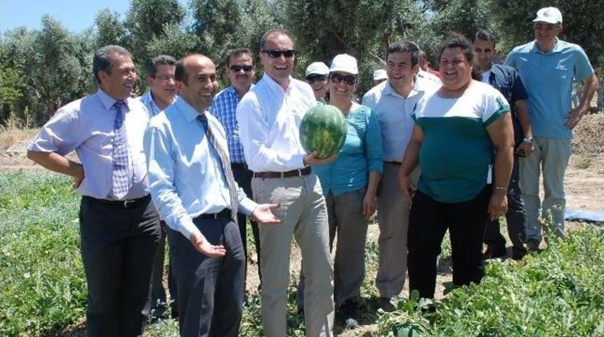 Didim&rsquo;de 3 &Ccedil;ift&ccedil;i &Ouml;rt&uuml; Altı Kapruz Yetiştirdi