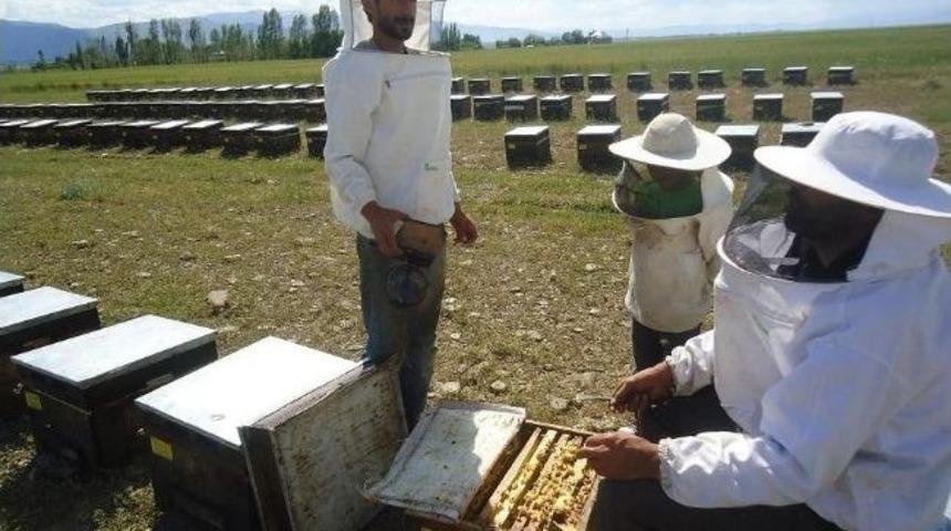 Yağışlı Havalar Arıcıları Sevindirdi