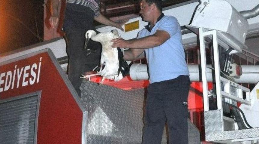 İtfaiyeden Leylek Operasyonu