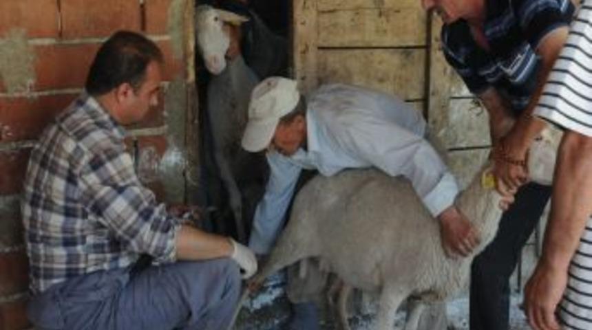 Keşan&rsquo;da Şarbon Alarmı