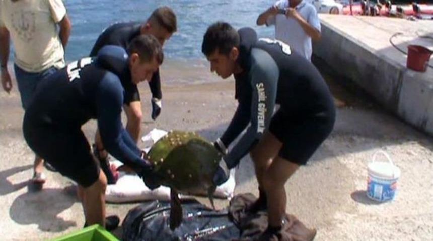 Yaralı Caretta Caretta Koruma Altına Alındı