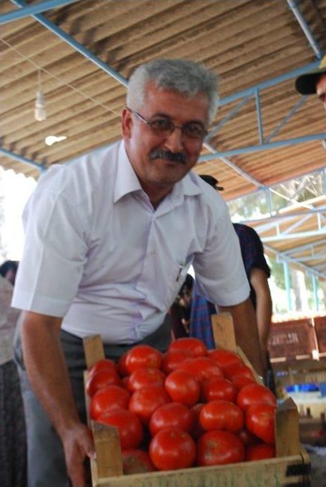 Domates Altın Çağını Yaşıyor