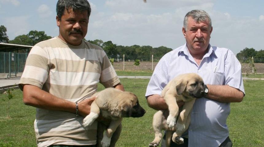 Vatandaşlar, Kangal Ve Akbaş I&ccedil;in Sıra Bekliyor