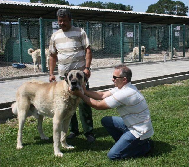 Vatandaşlar, Kangal Ve Akbaş Için Sıra Bekliyor