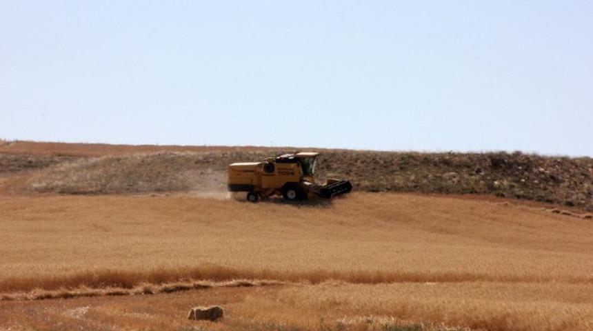 &Ccedil;ift&ccedil;i, Tane Kaybından 5 Milyon Lira Zarar Etti