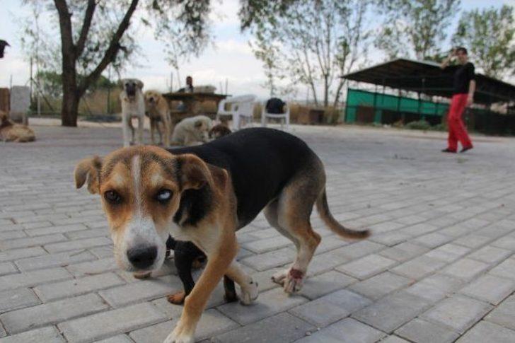 Evini Satarak 1000 Hayvanın Yaşadığı Barınak Kurdu...(özel Haber) G1