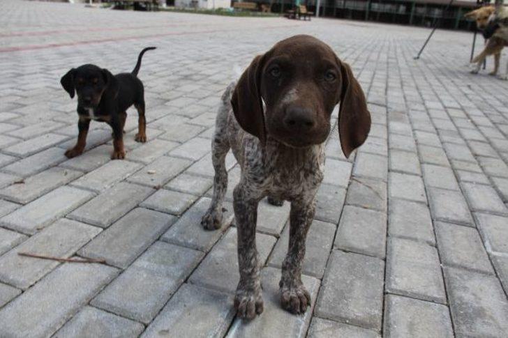 Evini Satarak 1000 Hayvanın Yaşadığı Barınak Kurdu...(özel Haber) G2