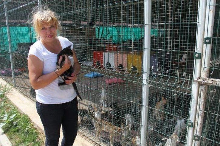 Evini Satarak 1000 Hayvanın Yaşadığı Barınak Kurdu...(özel Haber) G3