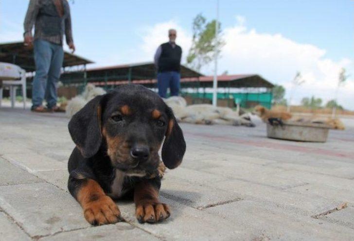 Evini Satarak 1000 Hayvanın Yaşadığı Barınak Kurdu...(özel Haber) G4