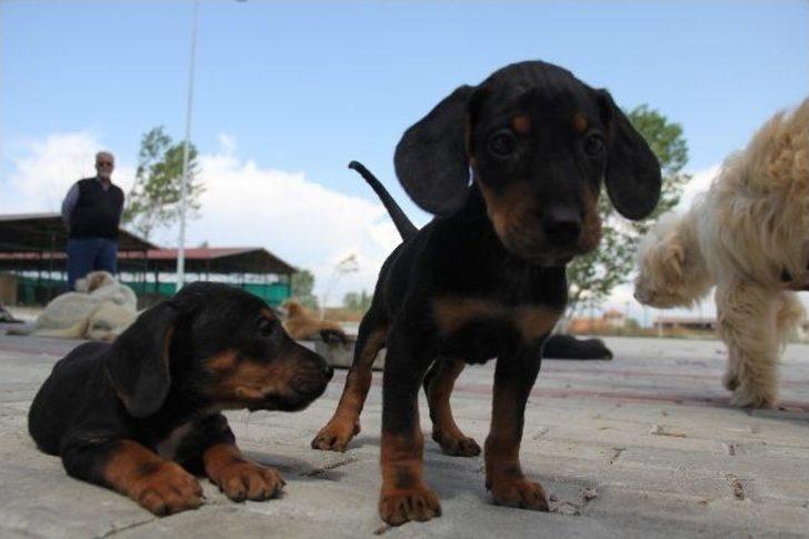 Evini Satarak 1000 Hayvanın Yaşadığı Barınak Kurdu...(özel Haber) G5