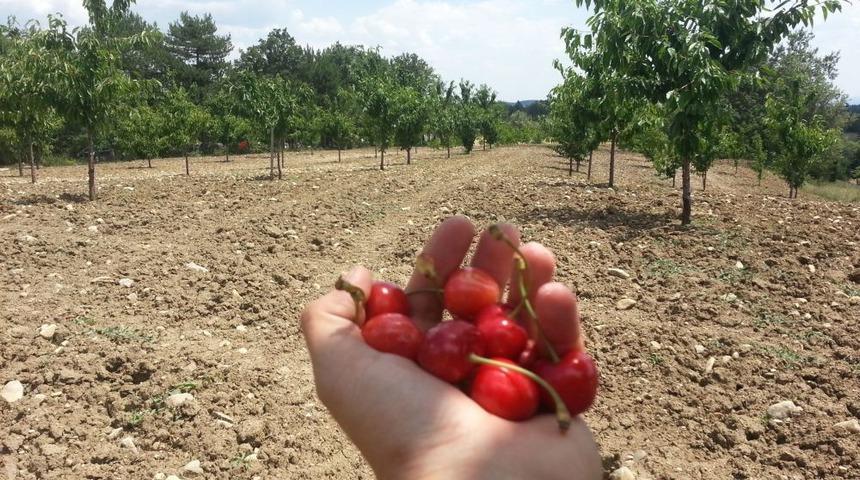 Dağ Y&ouml;resinde Kirazın Kilosunun 1 TL'ye D&uuml;şmesi &Ccedil;ift&ccedil;ileri Zor Durumda Bıraktı