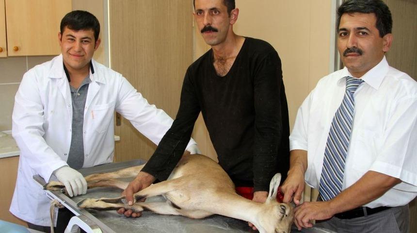 Yaralı Dağ Ke&ccedil;isi Tedavi Altına Alındı