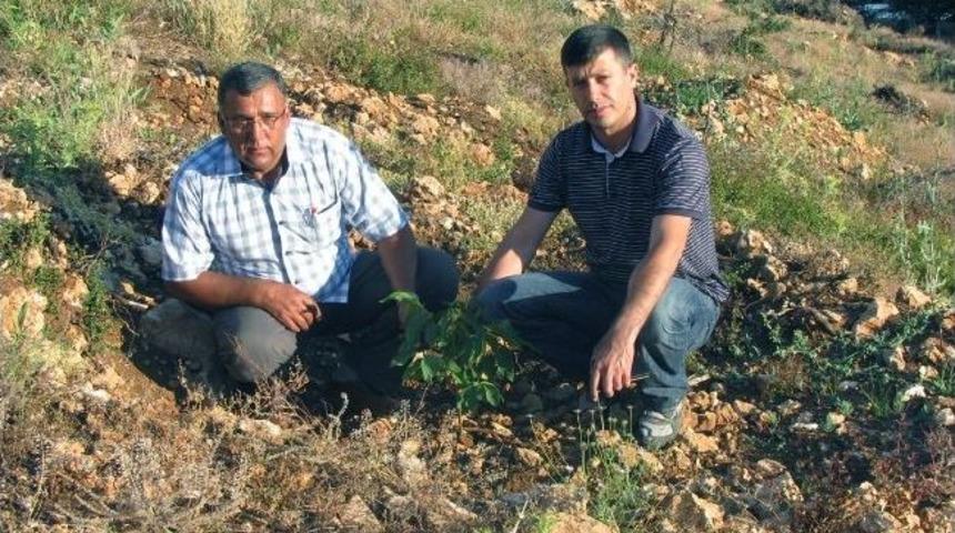 Bucak'ta 230 Dekar Sahaya 4 Bin 500 Ceviz Fidanı Dikildi