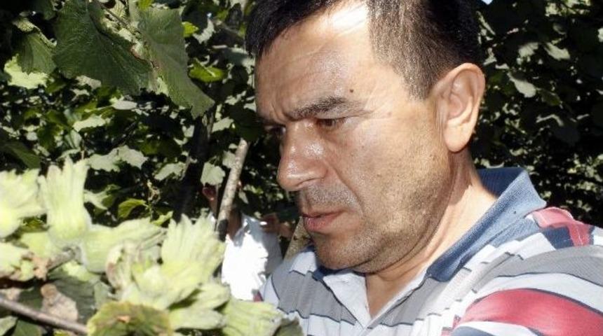 Fındık Rekolte Tahmin &Ccedil;alışmaları &Ccedil;ift Koldan S&uuml;r&uuml;yor