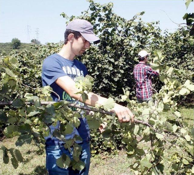 Fındık Rekolte Tahmin Çalışmaları Çift Koldan Sürüyor