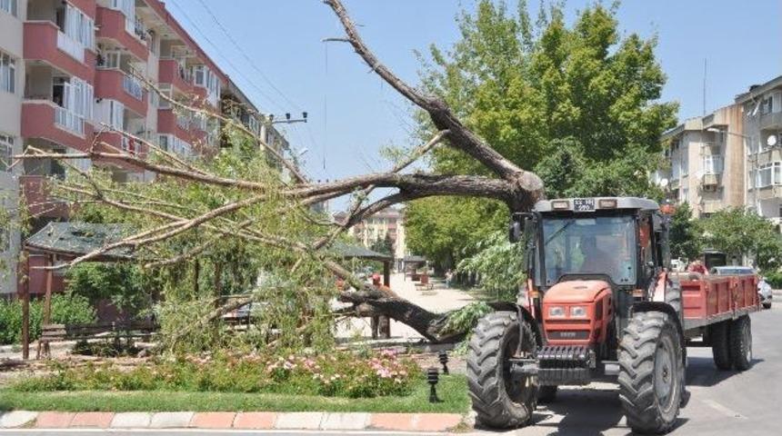 &Ccedil;&uuml;r&uuml;m&uuml;ş S&ouml;ğ&uuml;t Ağacı Devrildi
