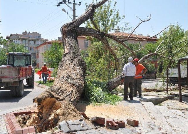 Çürümüş Söğüt Ağacı Devrildi