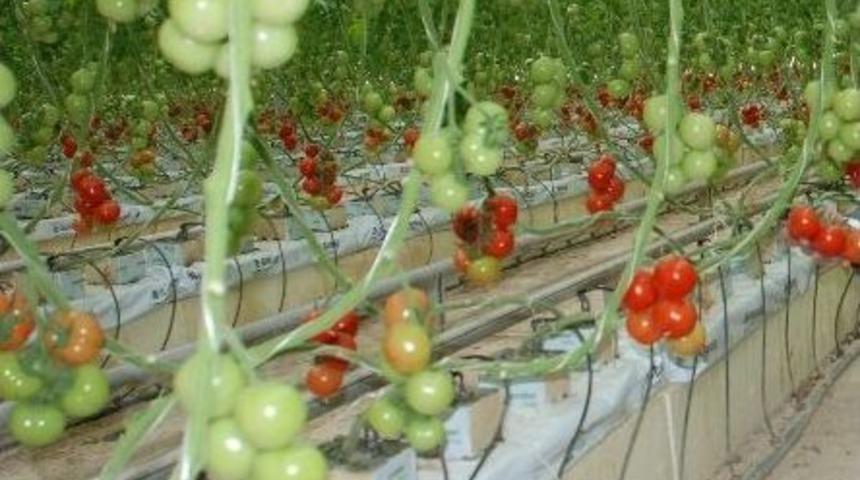 Yozgat&rsquo;a Jeotermal Organize Sera B&ouml;lgesi Kurulacak