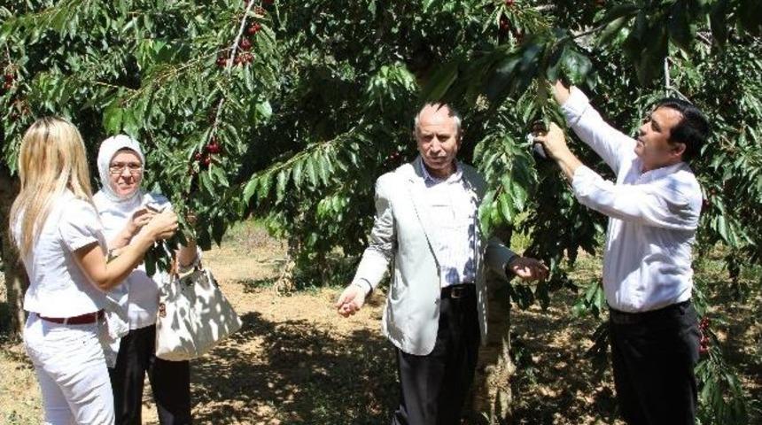 K&uuml;&ccedil;&uuml;kaydın: "kirazın B&ouml;lge Ekonomisine Katkısı &Ccedil;ok"