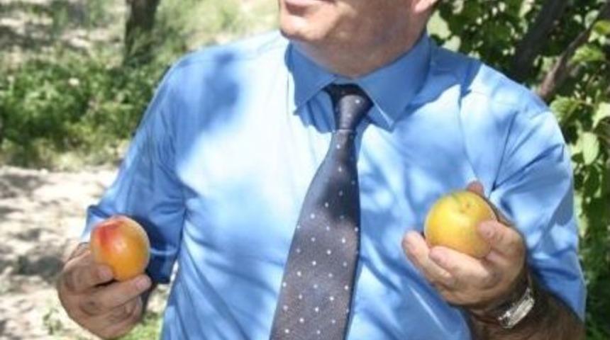 Aksaray Valisi Altınok, Meyve Bah&ccedil;elerini İnceledi