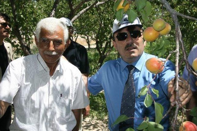 Aksaray Valisi Altınok, Meyve Bahçelerini İnceledi