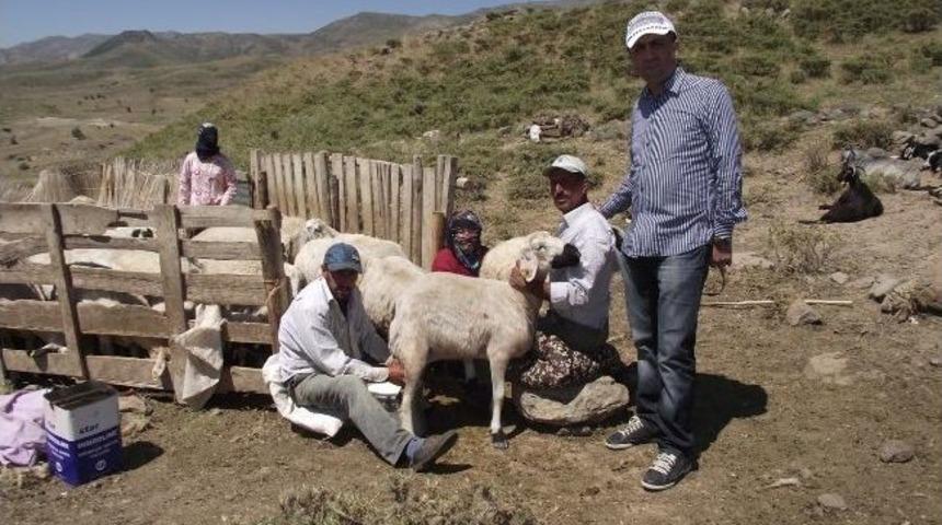Sarı&ccedil;i&ccedil;ek Yaylasındaki Koyun Yetiştiricileri Ziyaret Edildi