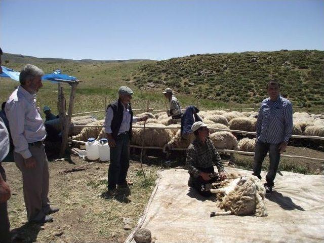 Sarıçiçek Yaylasındaki Koyun Yetiştiricileri Ziyaret Edildi