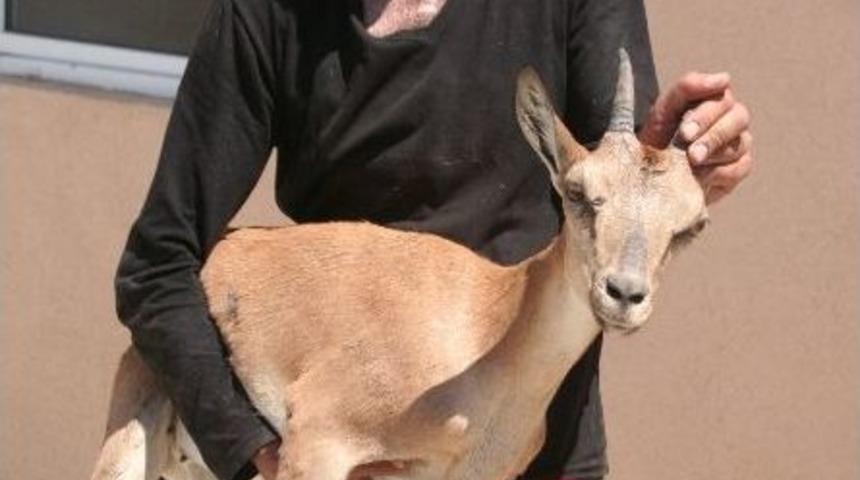 Yaralı Dağ Ke&ccedil;isi Tedavi Altına Alındı