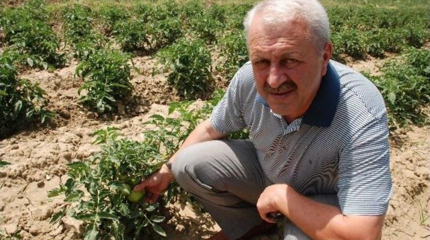 Domatesin Ateşini Tokat D&uuml;ş&uuml;recek