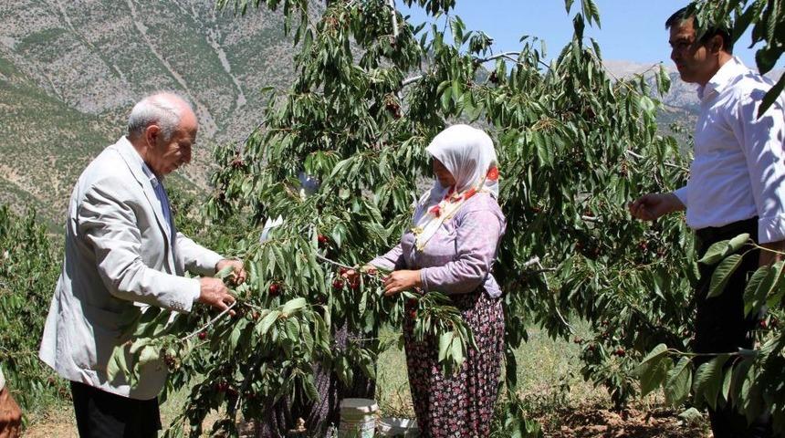 K&uuml;&ccedil;&uuml;kaydın: Kirazın B&ouml;lge Ekonomisine Katkısı &Ccedil;ok